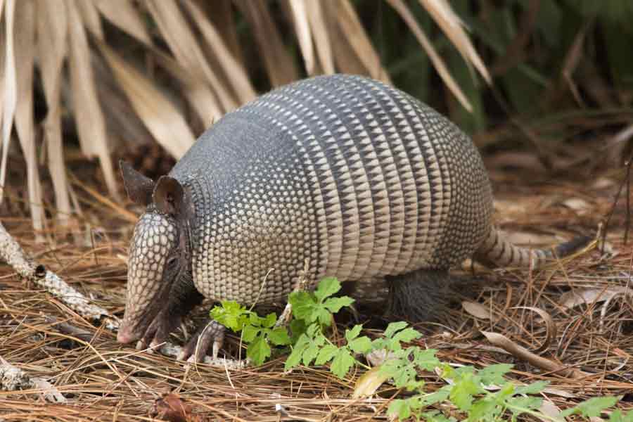 Armadillo (Cabassous centralis)