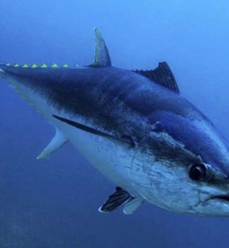 Atún rojo (Thunnus thynnus)