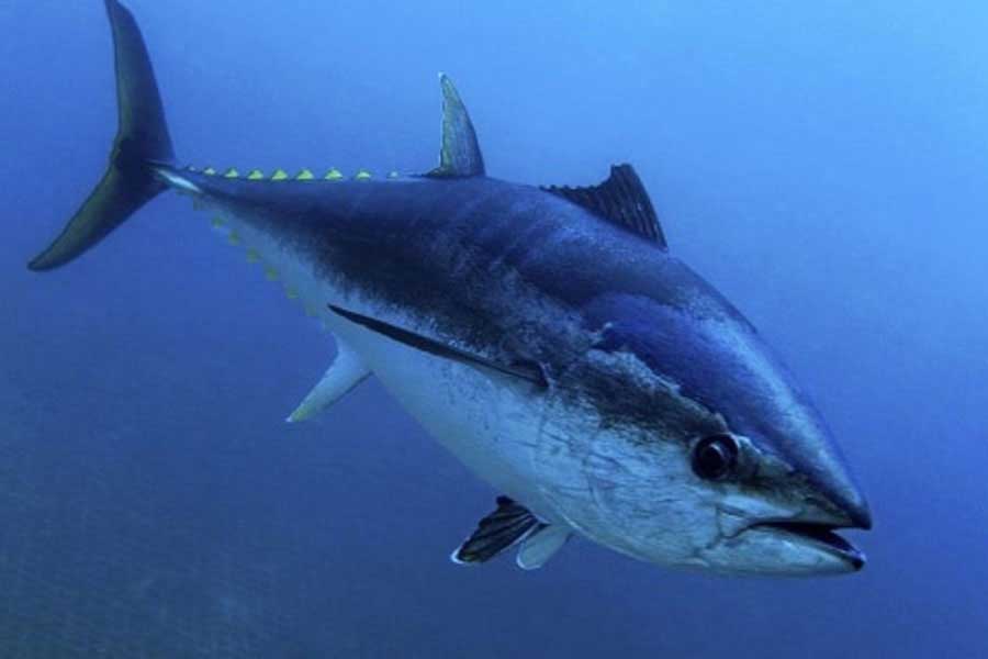 Atún rojo (Thunnus thynnus)