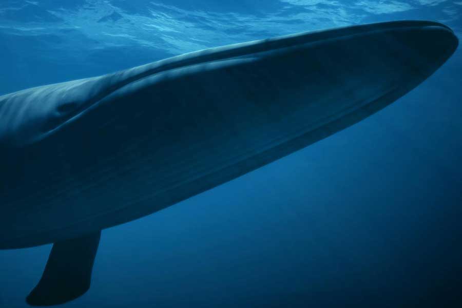 Ballena azul (Balaenoptera musculus)