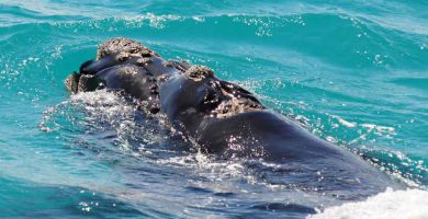 Ballena franca austral