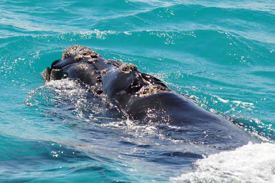 Ballena franca austral