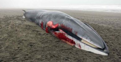 Ballena muerta en la playa