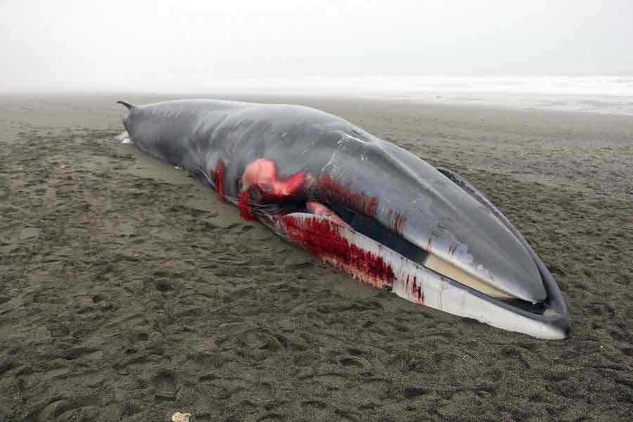 Ballena muerta en la playa