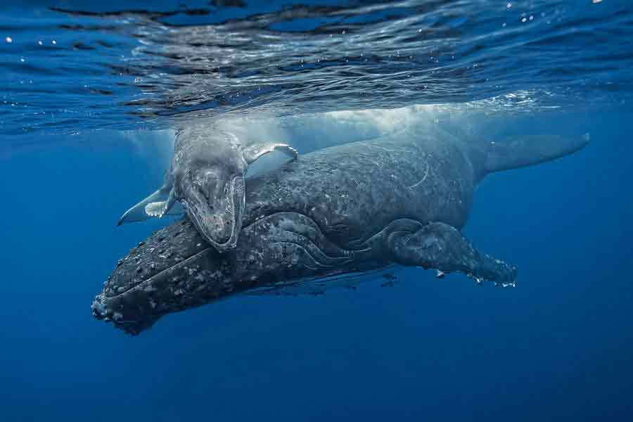 Ballena y bebe