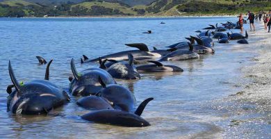 Ballenas varadas