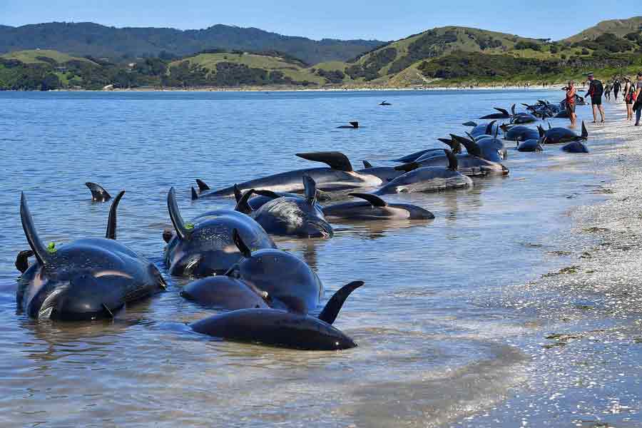 Ballenas varadas