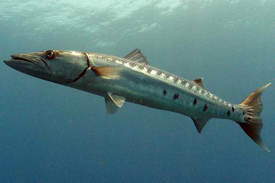 Barracuda