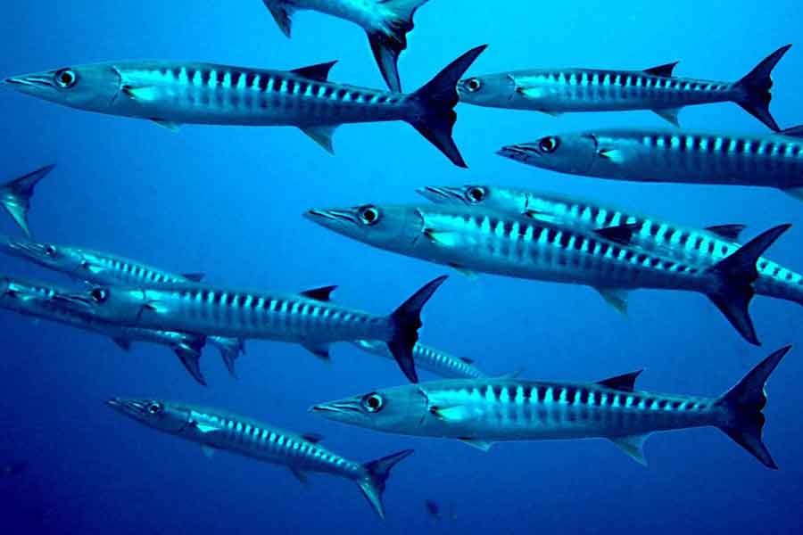 Barracudas