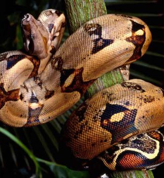 Boa (Boa constrictor)