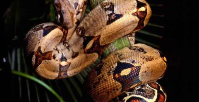 Boa (Boa constrictor)