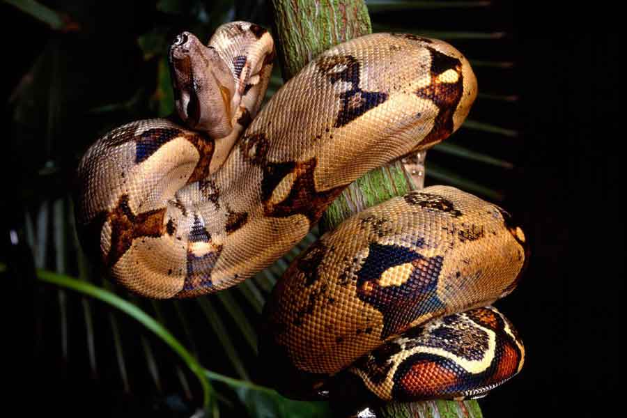 Boa (Boa constrictor)