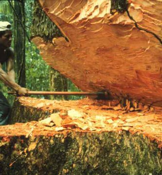 Bosques en peligro