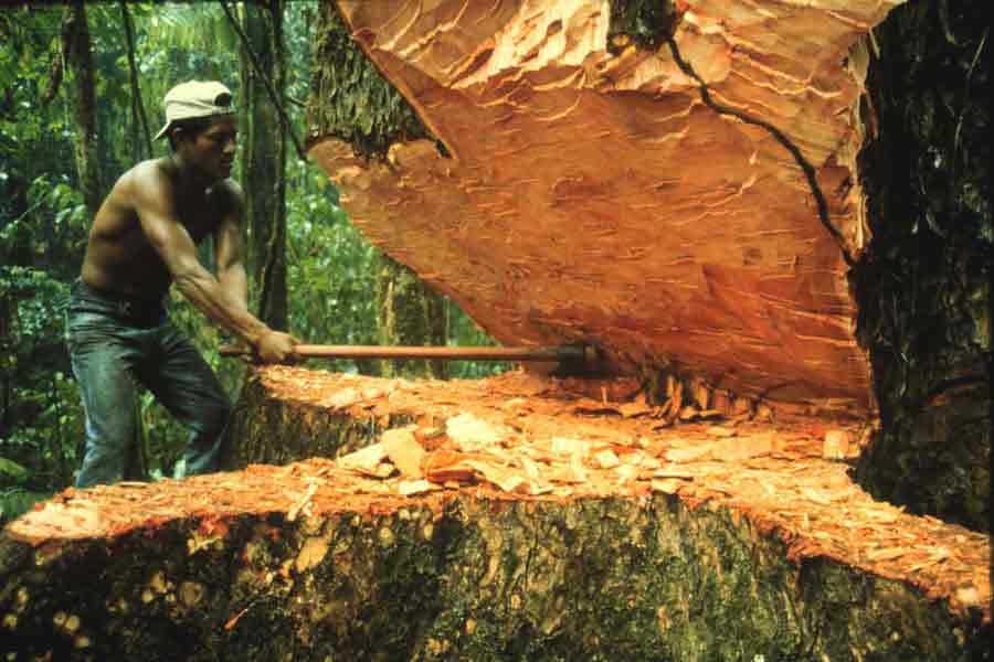 Bosques en peligro