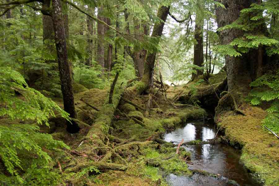 Los bosques templados