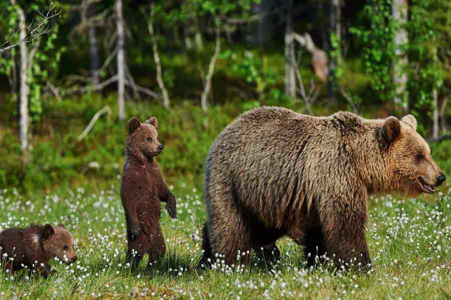 Fauna de los bosques templados