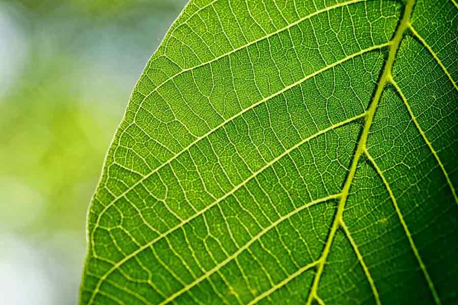 ¿Qué es la botánica?