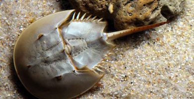 Cangrejo bayoneta (Limulus polyphemus)