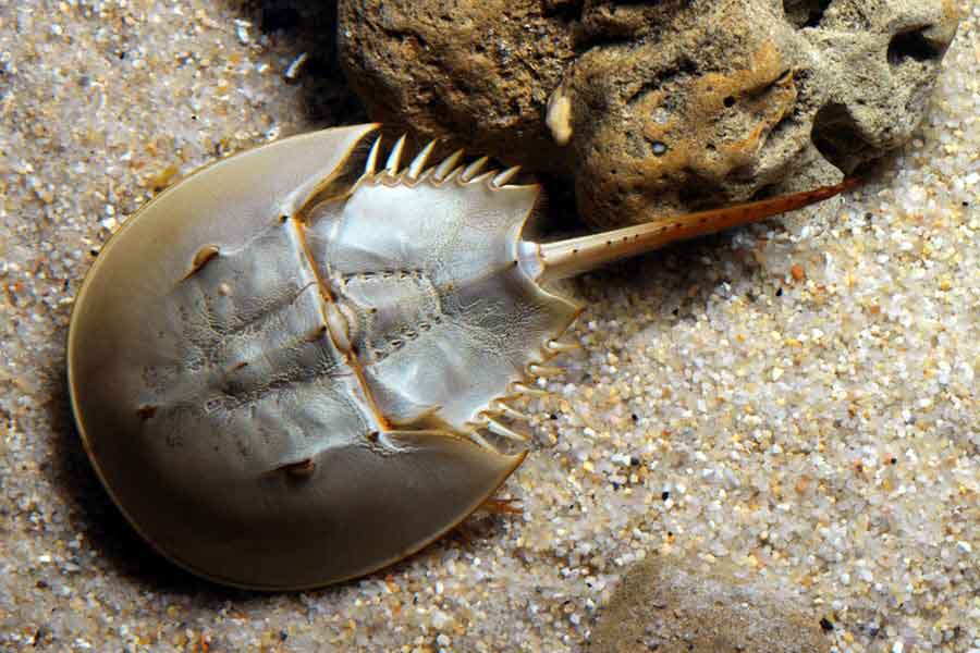 Cangrejo bayoneta (Limulus polyphemus)