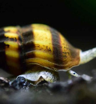 Caracol vampiro