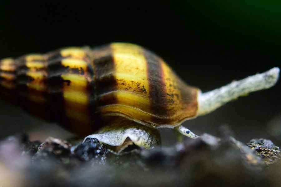 Caracol vampiro