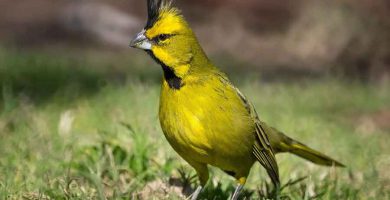 Cardenal amarillo (Gubernstrix cristata)