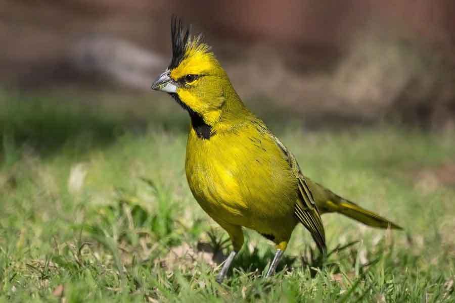 Cardenal amarillo (Gubernstrix cristata)