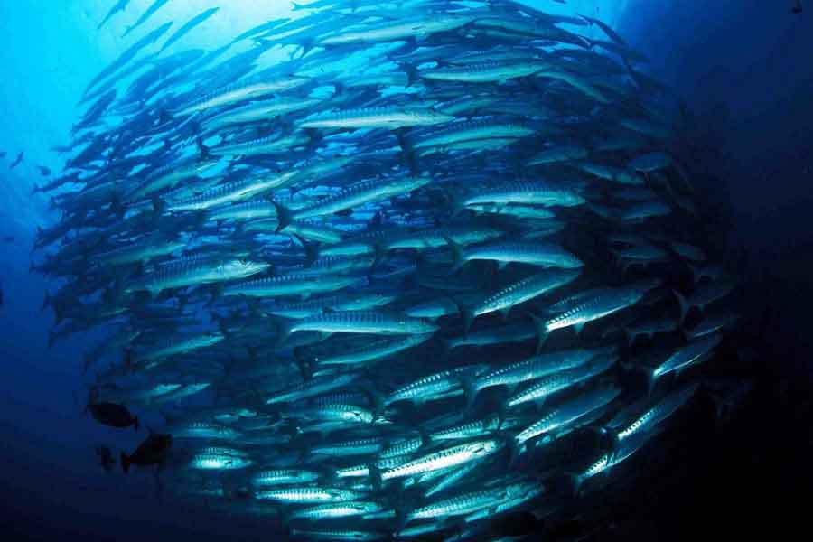 Cardúmen de barracudas