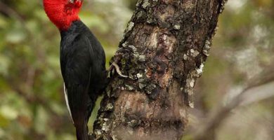 Carpintero imperial (Campephilus imperialis)