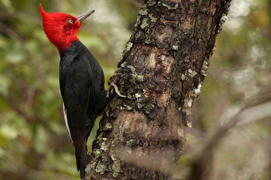 Carpintero imperial (Campephilus imperialis)