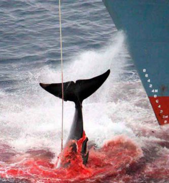 Japón y la caza de ballenas
