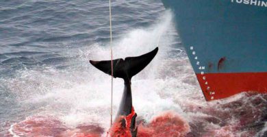 Japón y la caza de ballenas