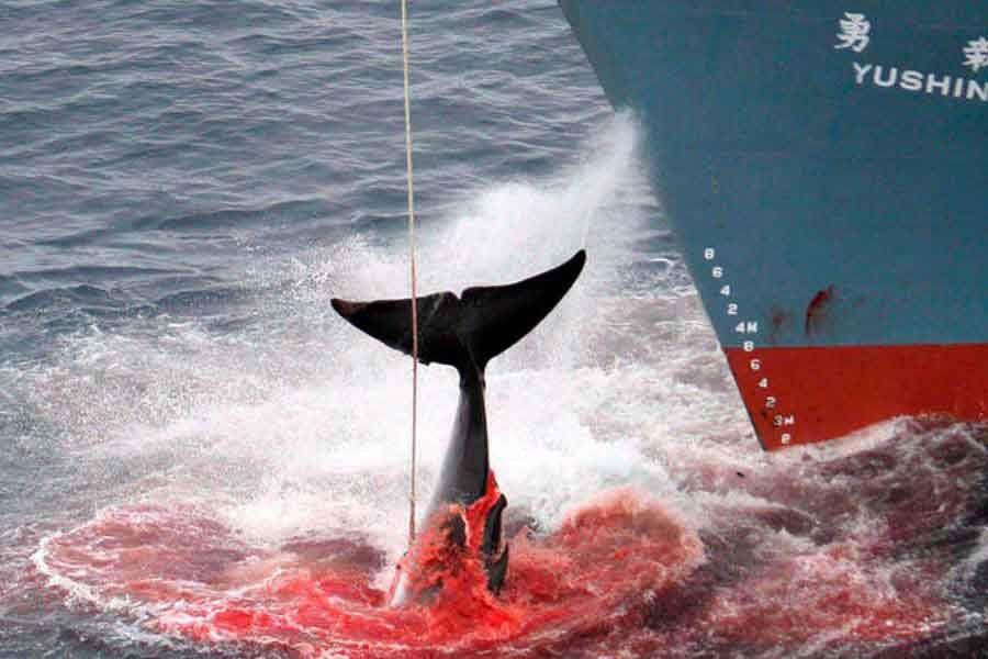 Japón y la caza de ballenas