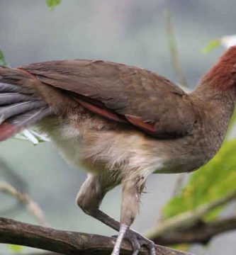 Chachalaca (Ortalis vetula)