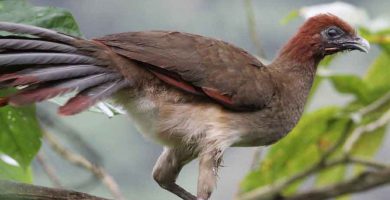 Chachalaca (Ortalis vetula)