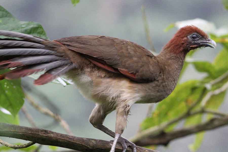 Chachalaca (Ortalis vetula)