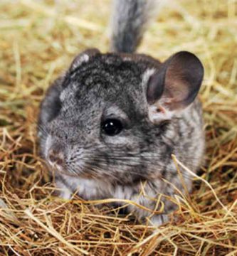 Chinchilla de cola larga (Chinchilla lanigera)