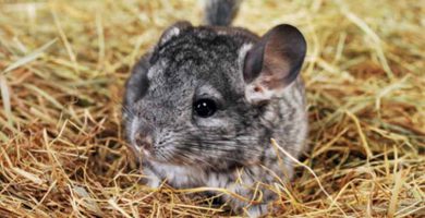 Chinchilla de cola larga (Chinchilla lanigera)