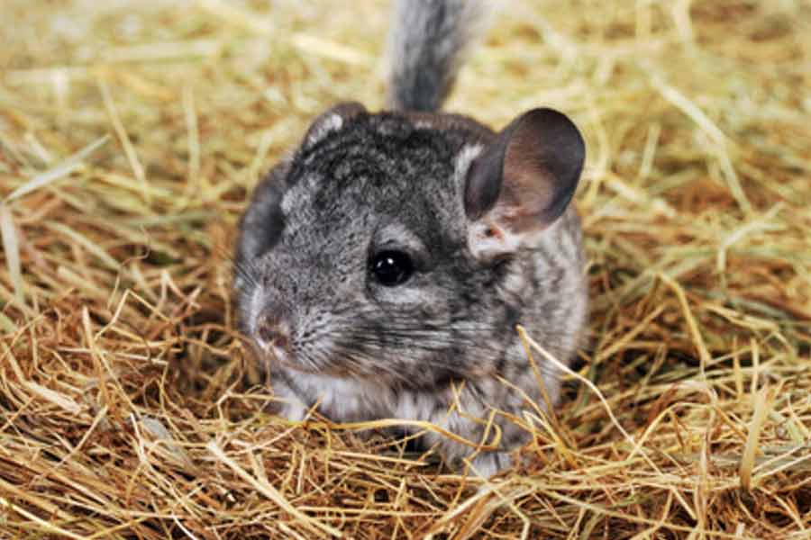 Chinchilla de cola larga (Chinchilla lanigera)