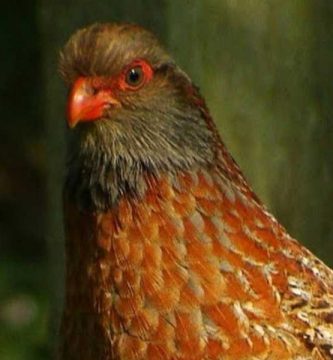 Chivizcoyo (Dactylortyx thoracicus)