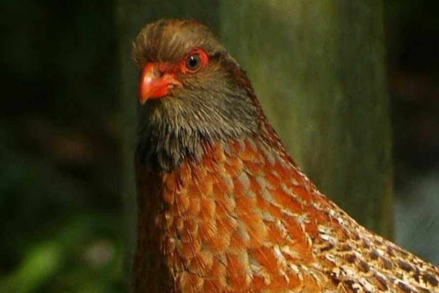 Chivizcoyo (Dactylortyx thoracicus)