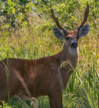 Ciervo de los pantanos (Blastocerus dichotomus)