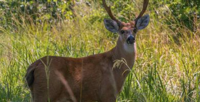 Ciervo de los pantanos (Blastocerus dichotomus)