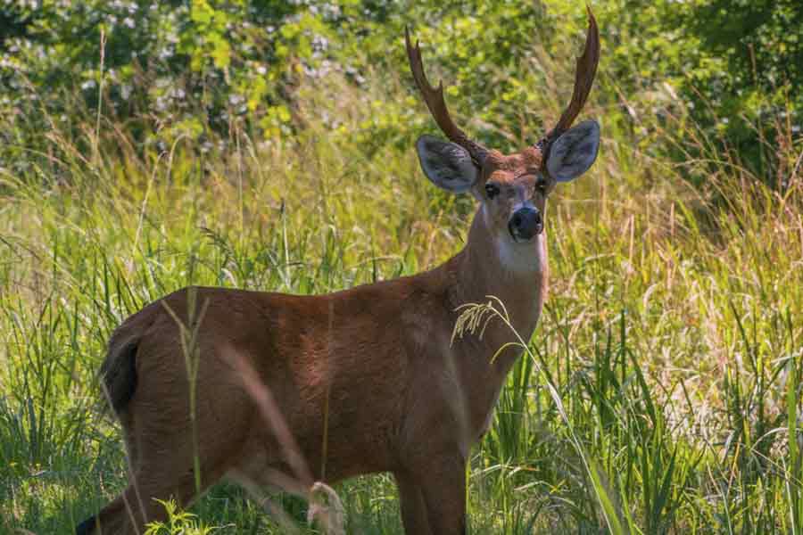 Ciervo de los pantanos (Blastocerus dichotomus)