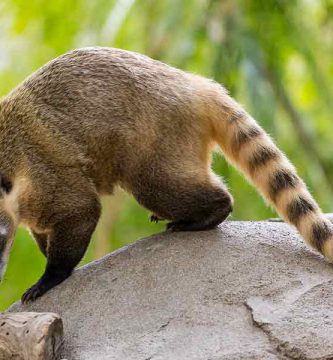 Coatí (Nasua Nelsoni - Nasua narica)