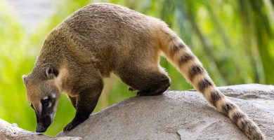 Coatí (Nasua Nelsoni - Nasua narica)
