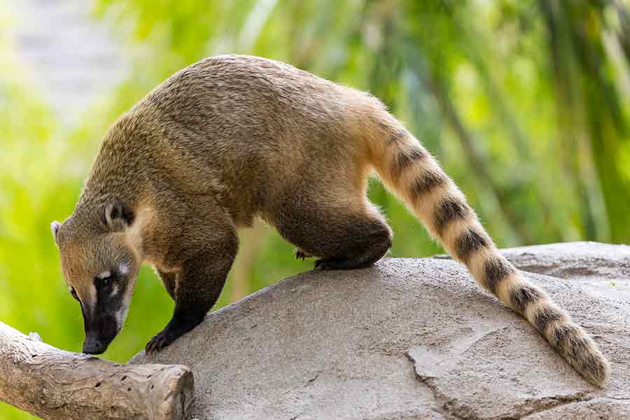 Coatí (Nasua Nelsoni - Nasua narica)