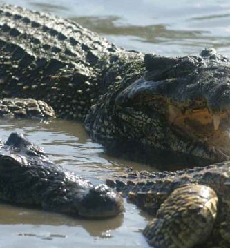 Cocodrilo americano (Crocodylus acutus)