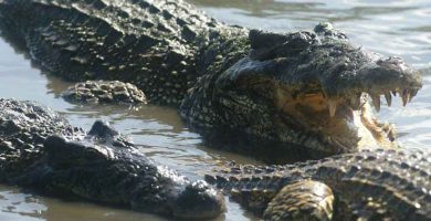 Cocodrilo americano (Crocodylus acutus)