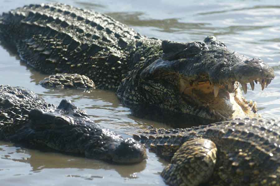 Cocodrilo americano (Crocodylus acutus) 